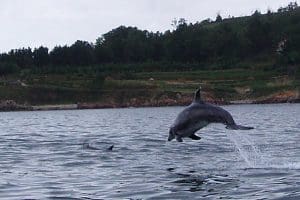 docotarinio